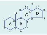 2) ESTEROIDES Son lípidos no saponificables derivados del ciclo del esterano (ciclopentanoperhidrofenantreno).