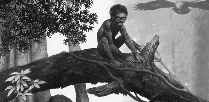 Australopithecus africanus: el niño de Taung y otros fósiles Sudafricanos En las cuevas de Sudáfrica: Makapansgat,
