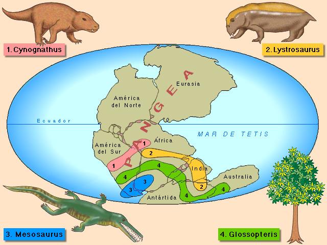 Pruebas biológicas / paleontológicas Continentes separados tienen floras y
