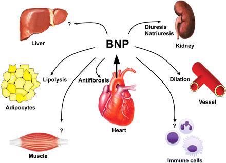 BNP y tejido adiposo Natriuretic Peptides Clearance Receptors son abundantes en los