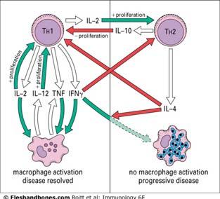 las células TH1 y TH2 en la infección de Leishmania Las células TH2 son