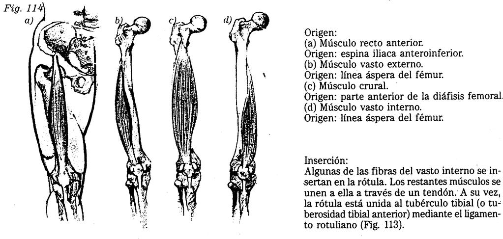 Todos ellos producen retroversión y ligera aducción del muslo, y flexión de la pierna sobre el muslo.