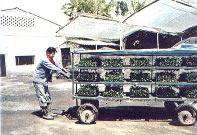 Los semilleros se transportan a través de carros móviles al campo donde se realiza la siembra del