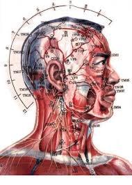 holográficos o las zonas reflejas como pueden ser la acupuntura