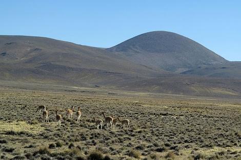 A lo lejos puedo ver a una manada de vicuñas. El guía nos explica que pueden durar unos 25 años. El coste de su lana es el más caro, de unos 250 a 420 euros.