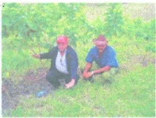 . Establecimiento de cortinas rompevientos en el escenario agrario cubano Árboles sombreadores de cultivos permanentes como