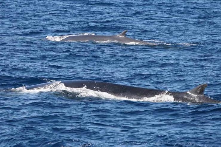 Galicia xogará un papel clave nunha campaña internacional a gran escala para estimar a abundancia de cetáceos en augas do Atlántico europeo.