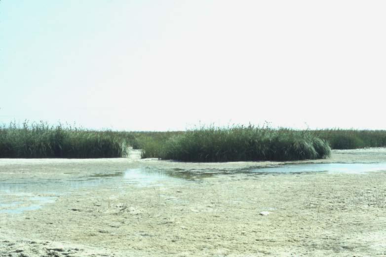 1973 Las Tablas de Daimiel en el año 1976 1974 Laguna de Pedro Muñoz en el año 1974 2011 Decisión del Consejo Científico del MaB sobre la descatalogación de La Mancha Húmeda (12.10.