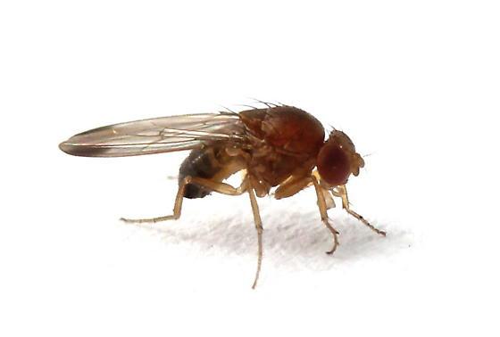 FICHA TÉCNICA Drosófila de alas manchadas Drosophila suzukii (Matsumura) Introducción: Origen y distribución actual: La drosófila de alas manchadas es considerada una plaga emergente e invasiva.