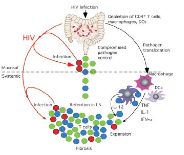 Activación inmune y depleción CD4 Altos niveles de LPS y peptidoglicano circulante en VIH También aumenta 16sADN circulante LPS estimula liberación de CD4 solubles y de CD8 Otros productos