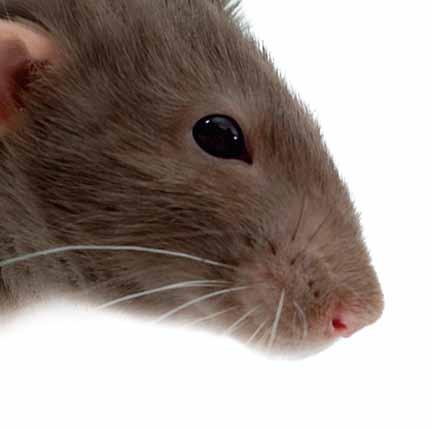 El peligro de los roedores Los roedores son portadores de muchas enfermedades, incluyendo leptospirosis, peste bubónica, disentería, tifo murino, fiebre de la montaña y hantavirosis.