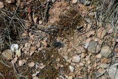 postincendi, a la zona afectada per l incendi del 2003, al Parc Natural de Sant Llorenç del Munt i l Obac (Anexo 2) realizado durante 2007 y las muestras de hormigas de otro estudio de invertebrados
