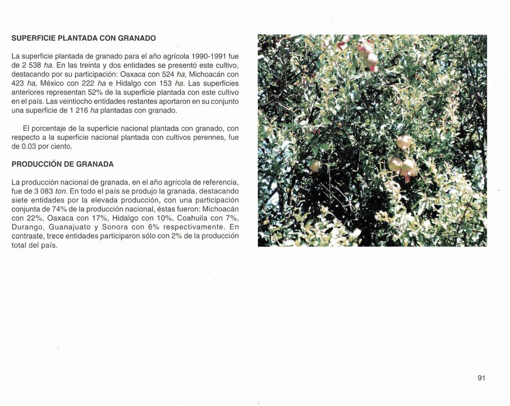 SUPERFICIE PLANTADA CON GRANADO La superficie plantada de granado para el año agrícola 1990-1991 fue de 2 538 ha.