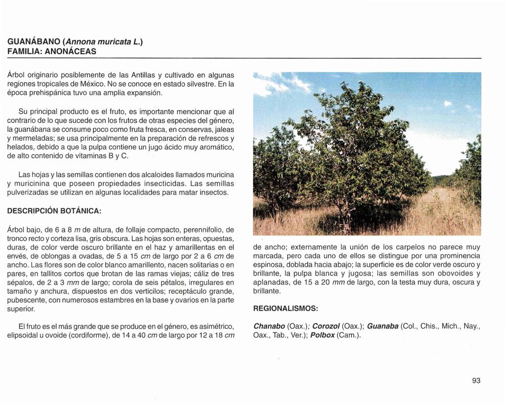 GUANÁBANO (Annona muricata L.) FAMILIA: ANONÁCEAS Árbol originario posiblemente de las Antillas y cultivado en algunas regiones tropicales de México. No se conoce en estado silvestre.