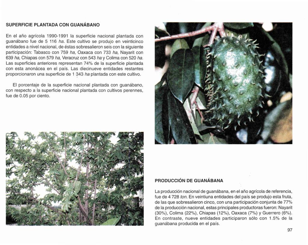 SUPERFICIE PLANTADA CON GUANÁBANO En el año agrícola 1990-1991 la superficie nacional plantada con guanábano fue de 5 116 ha.