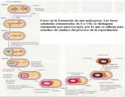 Germinación de la espora: Activación Germinaci ón Crecimiento Principales diferencias entre células