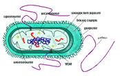 Célula procariota Célula eucariota Principales diferencias entre células procariotas y eucariotas Característica Procariotes Eucariotes Pared