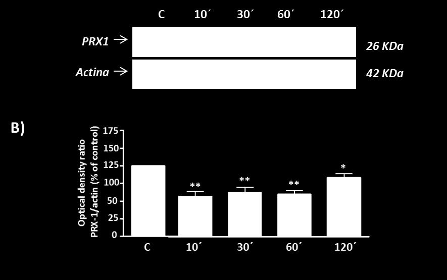 La viabilidad fue cuantificada 24 h más tarde con calceín-am. Los valores representan la media ± S.E.M (n=3).* p< 0,05 comparado con las células tratadas únicamente con agonista.