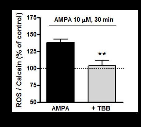 El efecto provocado por AMPA no tiene lugar en presencia del inhibidor de CK2.