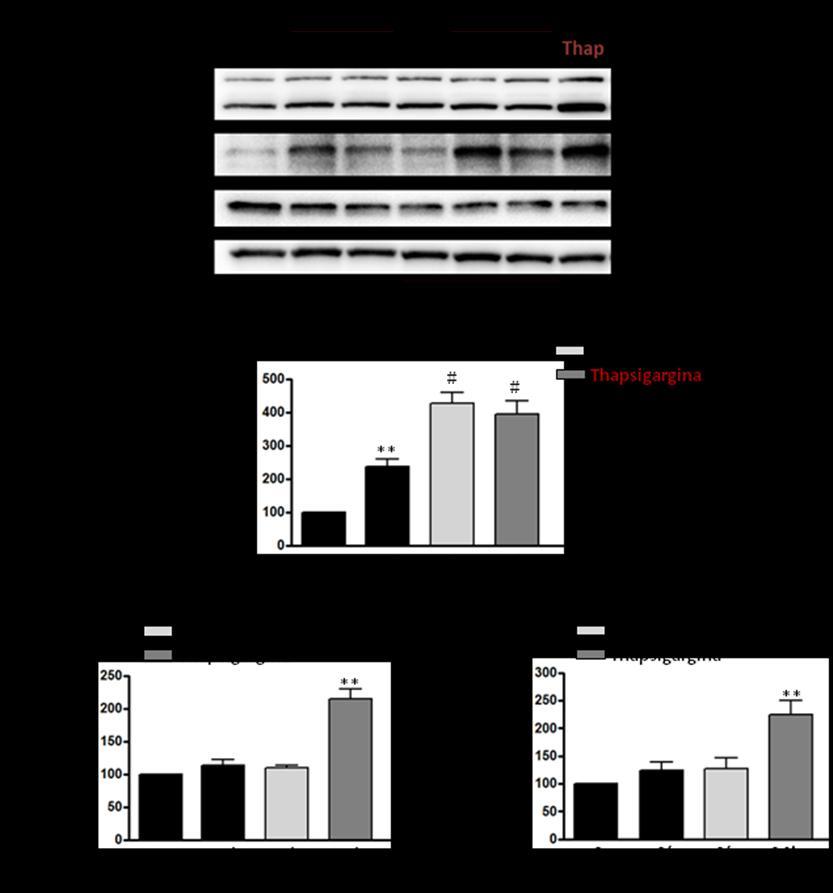 Resultados ausencia ni en presencia del inhibidor de CK2, chaperonas que sí incrementaron significativamente durante el tratamiento con thapsigargina (Fig. 60). Figura 60.