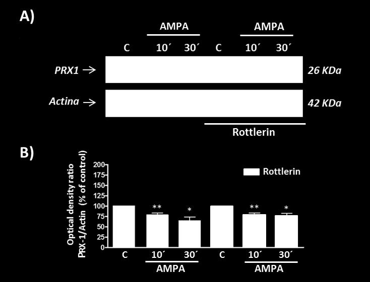 Bajo ciertos contextos, algunas células incrementan la expresión de PRX-1 para intentar combatir el estrés oxidativo al que se ven sometidas.