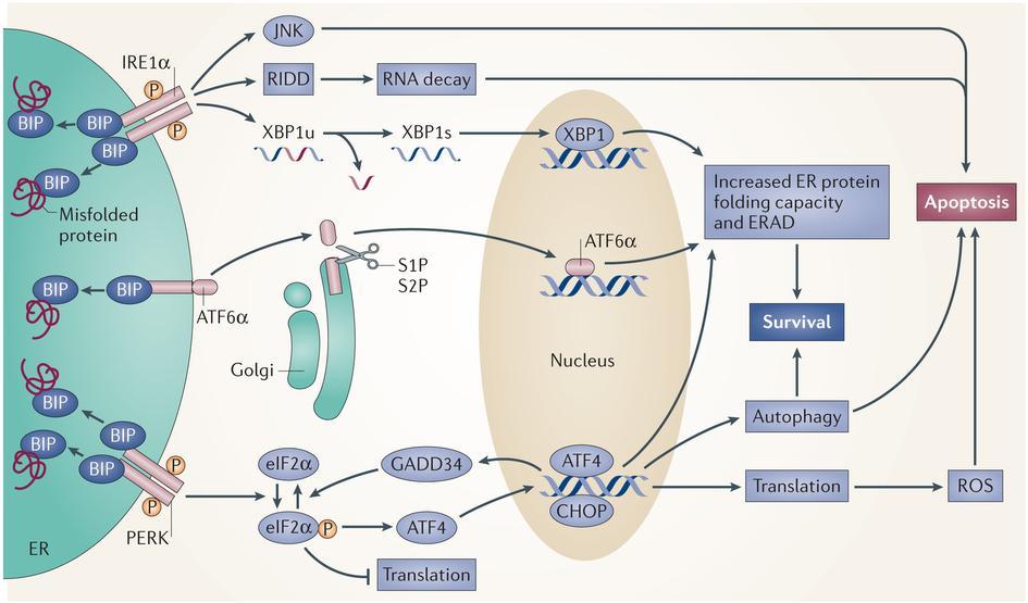 Introducción Figura 2. Principales moléculas y vías de señalización integradas en la vía UPR desencadenada por el estrés de RE.