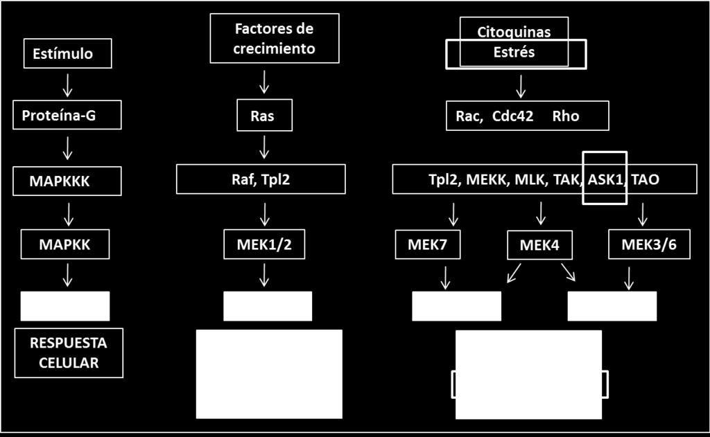 Estas dos isoformas son las mejor conservadas y son activadas a través de la fosforilación de sus residuos serina/treonina por otra quinasa, MAPKK, también conocida como MEK1/2.