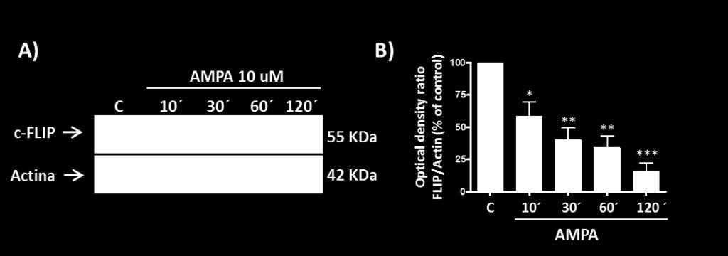 A continuación se analizó mediante Western Blot la expresión de c-flip. Los datos representan las medias ± S.E.M. de los valores de densidad óptica normalizados frente a la actina (n=3) *p<0.05;**p<0.