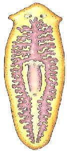 Platelmintos Los platelmintos son un tipo de metazoos de simetría bilateral, parásitos o carnívoros, y de cuerpo aplanado; se llaman vulgarmente "gusanos planos".