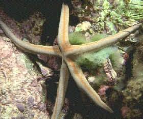 Equinodermos Los equinodermos son un grupo de metazoos exclusivamente marinos, tales como los erizos o las estrellas de mar.