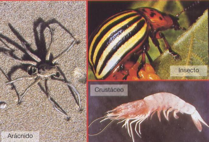 Artrópodos Tienen la piel cubierta de una sustancia llamada quitina.
