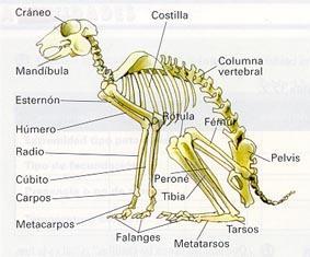 Tienen en el esqueleto una columna vertebral formada por huesos