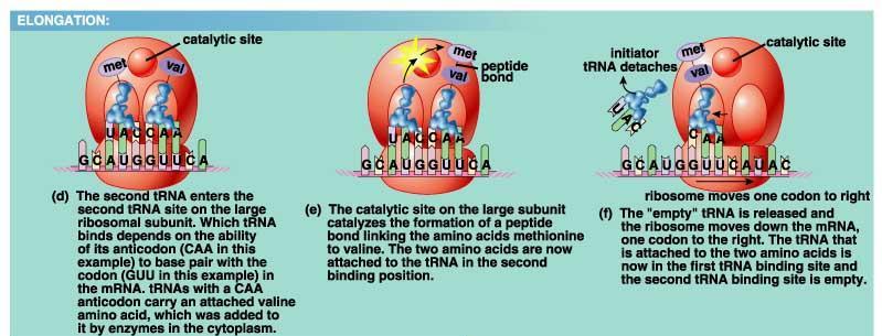 A medida que el ARNm se mueve a lo largo del ribosoma, el siguiente codón hace contacto con el ribosoma. El siguiente ARNt se mueve a su posición con su aminoácido.