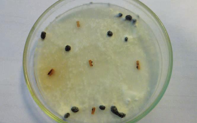 glucosado (APG) acidificado. Luego de una incubación del material a 26±2ºC durante siete días, se identificaron las colonias desarrolladas.