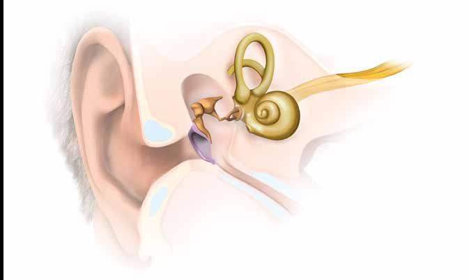 AUDICIÓN Cómo funciona la audición? El sonido y el oído Conocer cómo funciona la audición le ayudará a comprender mejor la pérdida auditiva y cómo los implantes cocleares pueden superarla.