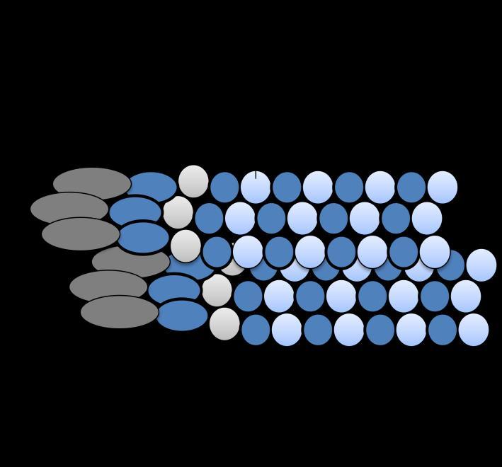 red determina la forma de las células y está involucrada en una variedad de actividades de la superficie celular incluyendo el movimiento (1).
