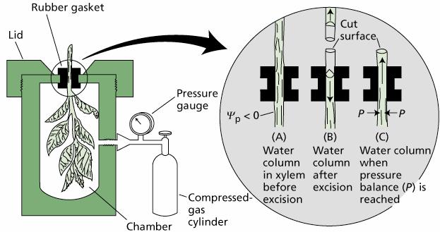 Determinación del potencial hídrico y sus componentes Principio: Potencial hídrico de un tejido es el mismo que el