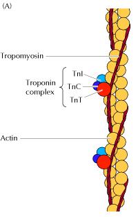 Proteínas asociadas a los filamentos de actina Tropomiosina Actina Complejo troponina Tropomiosina: proteína fibrosa colocada sobre los