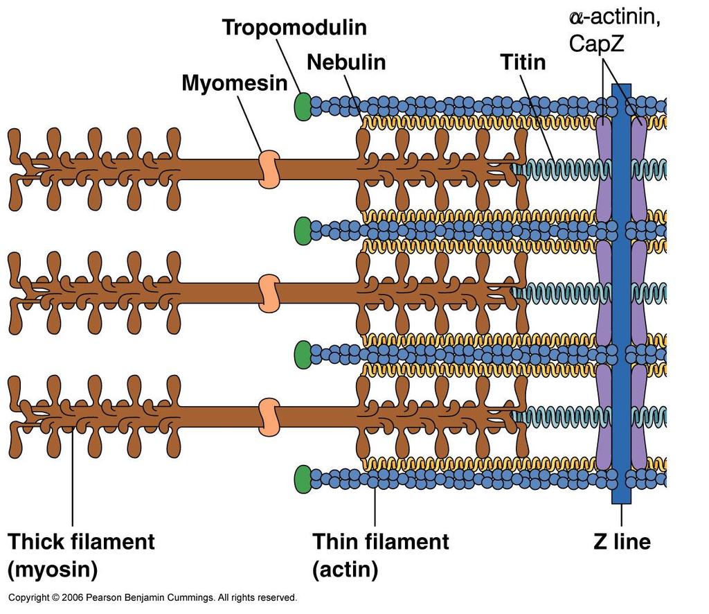 Miomesina Tropomodulina Nebulina Titina a-actinina Línea M