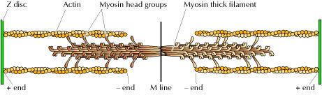Disposición de actina y miosina Disco Z Actina Cabezas globulares de