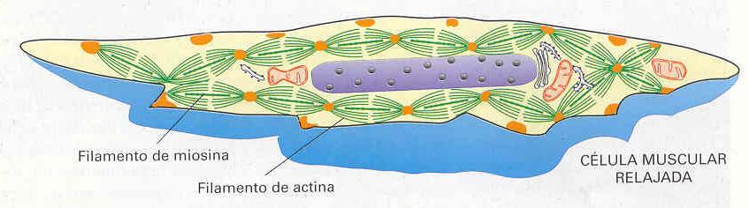 MUSCULO LISO NO PRESENTA SARCOMERAS Filamentos agrupados en haces laxos adosados a cuerpos densos en el citosol, el otro extremo se conecta a placas de fijación en la membrana