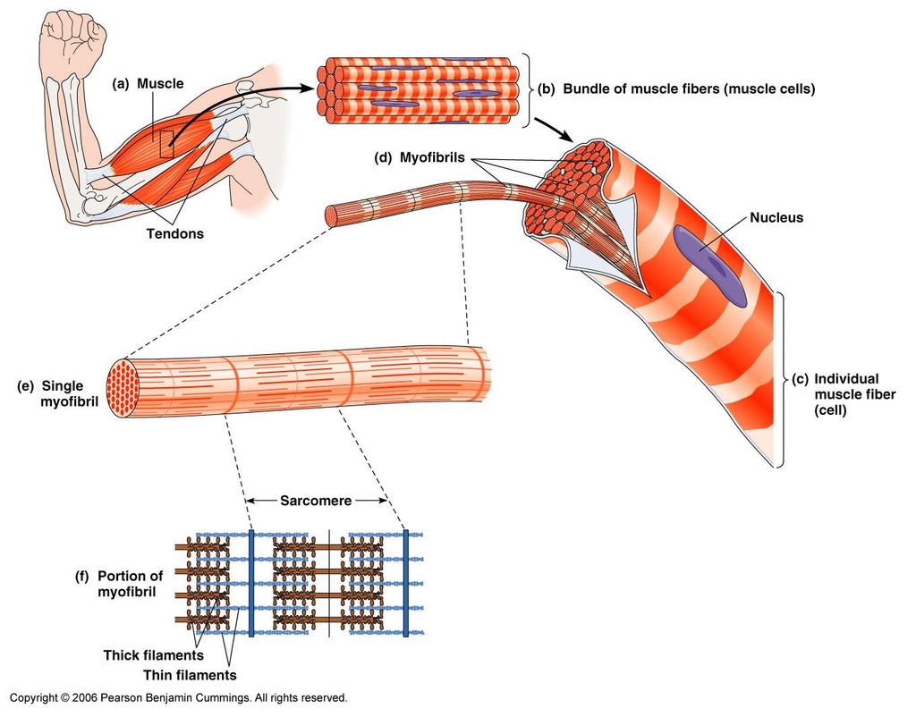 Músculo Haz de fibras musculares Miofibrillas Tendones Núcleo Miofibrilla individual Fibra