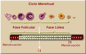 24. Como parte del proceso de la ovogénesis, en el día 14 del ciclo menstrual se da el siguiente proceso: A. se establece la fase entre el inicio y finalización del ciclo menstrual. B.
