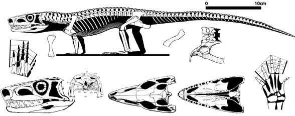Los arcosaurios es un grupo de diápsidos que aparecen en el Triásico.