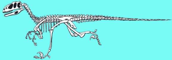 Cadera primitiva con el pubis dirigido hacía anterior pubis ilion isquión Saurisquios cadera de reptil Afrovenator Los saurisquios están compuestos de dos grandes grupos: los