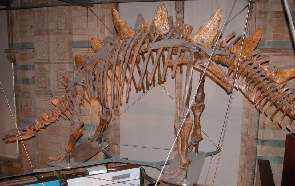 estegosaurios Grandes osteodermos alineados en filas dorsales