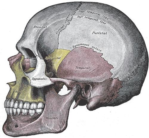 El cráneo alberga el encéfalo y los órganos de los sentidos, da soporte estructural a la cara y contiene los tramos iniciales de los tractos gastrointestinal y respiratorio La diversidad de las