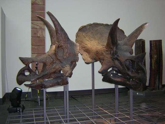 Exclusivamente cuadrúpedos ceratopsios Tamaño medio -