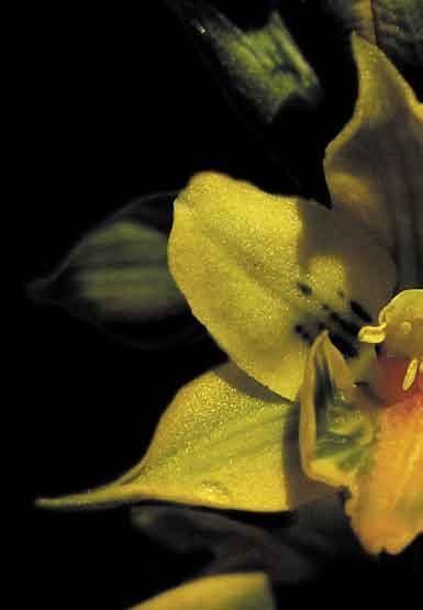 Guía de Campo de las Orquídeas Chilenas Patricio Novoa,