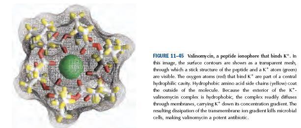 Valinomicina Es una molécula lipídica (soluble en etanol, DMSO y otros solventes). Un macrociclo formado por 12 aminoácidos alternados con estéres.
